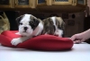 Dearest and best  English bulldog puppies